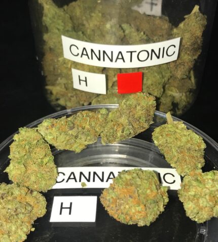 cannatonic strain